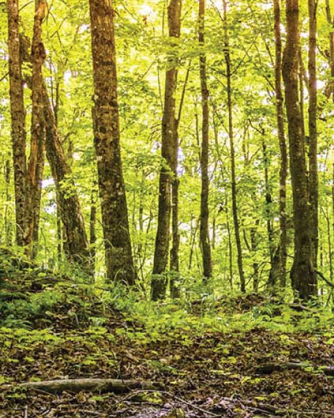 forest