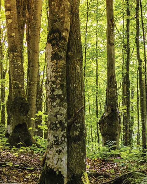 forest