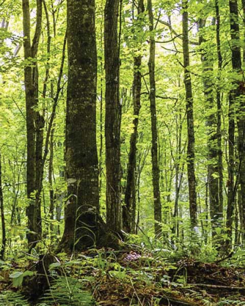 forest